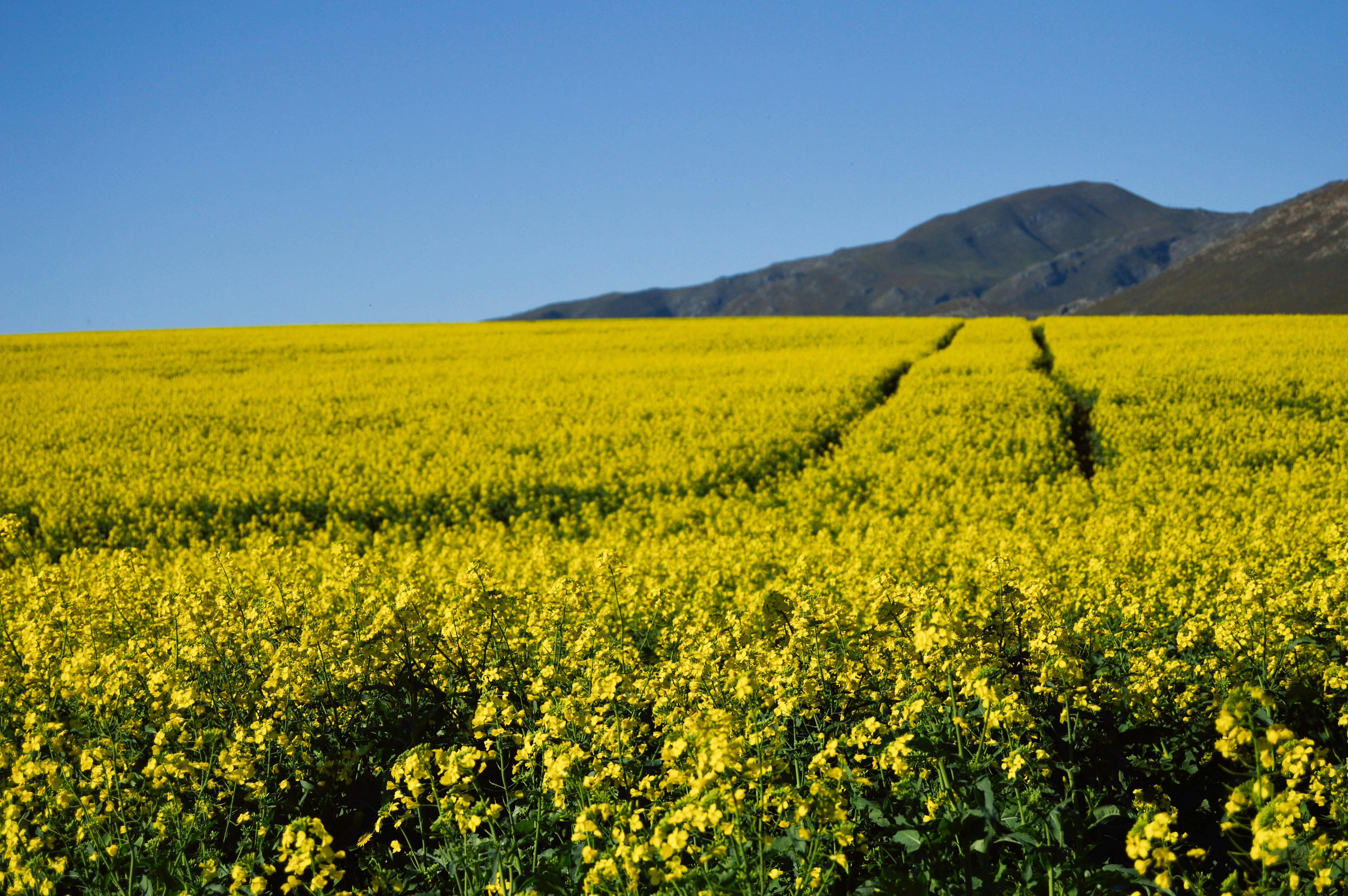 Where Exactly Along Nokson Road Was the Lead Couple’s Iconic First Kiss Among The Yellow Flowers Filmed