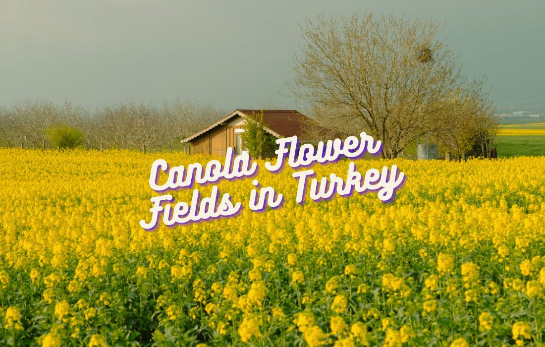 Canola Flower Fields in Turkey (2026 Guide): Best Yellow Fields Near Istanbul