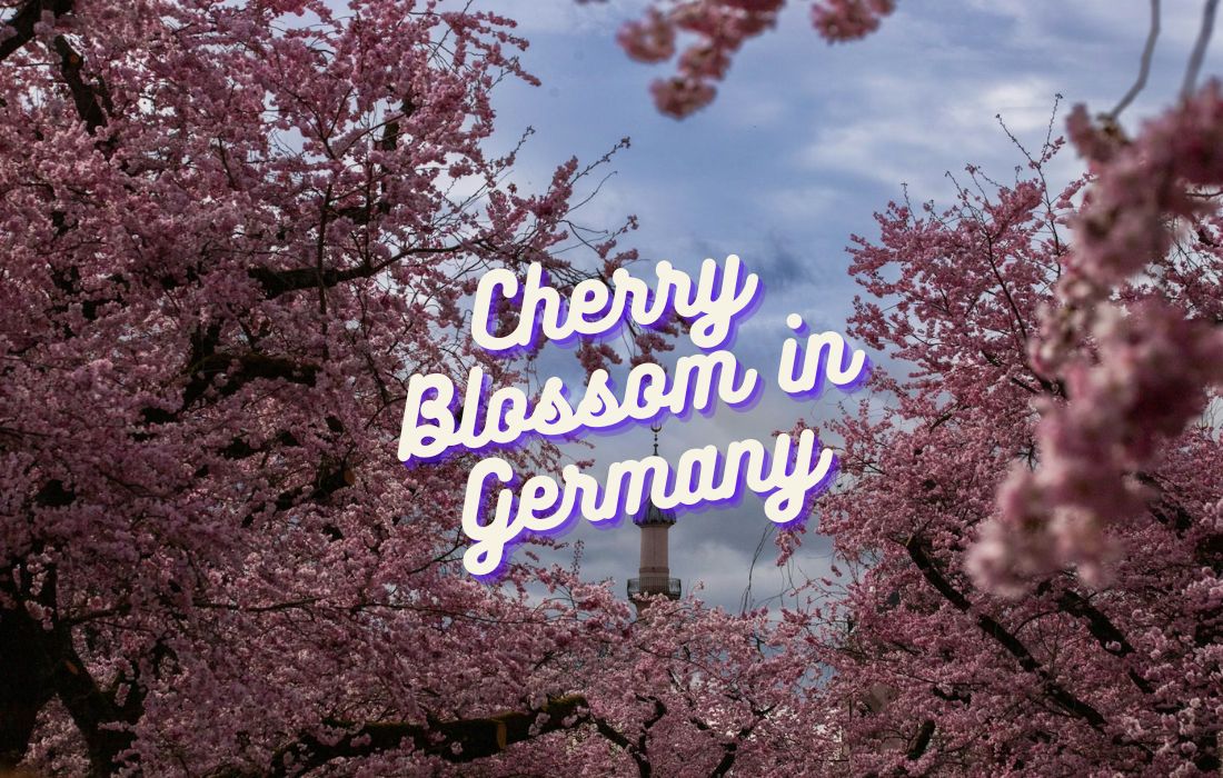 Cherry blossom tunnel on street in Bonn Germany