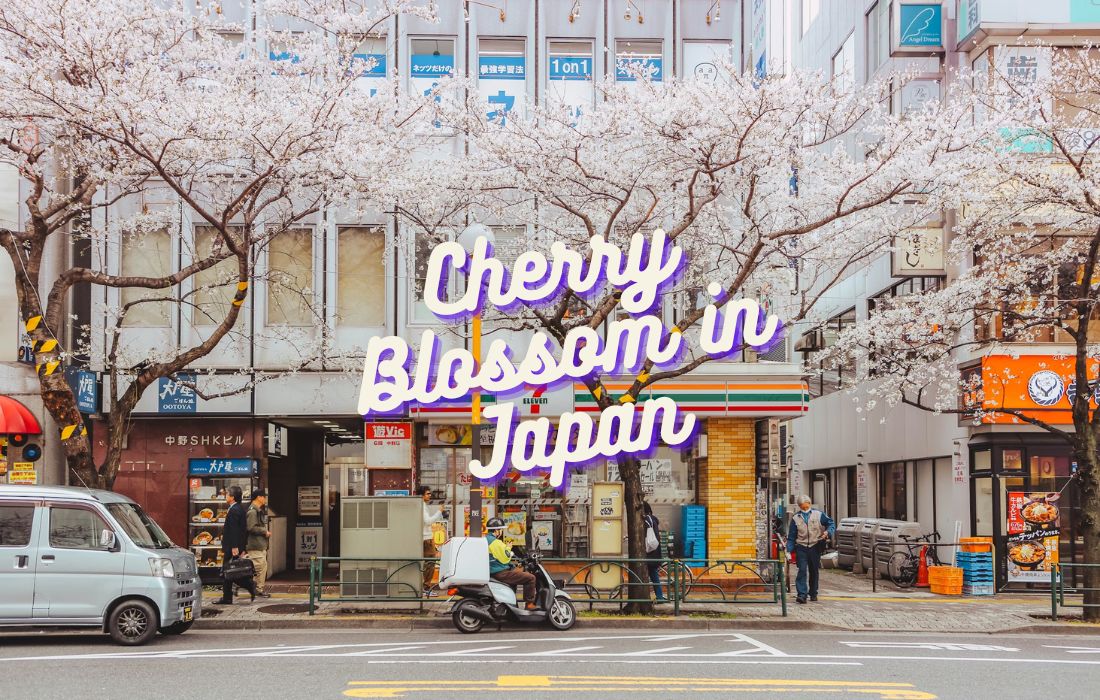 Cherry Blossom in Japan 2026: Forecast, Peak Bloom Dates and Best Viewing Spots