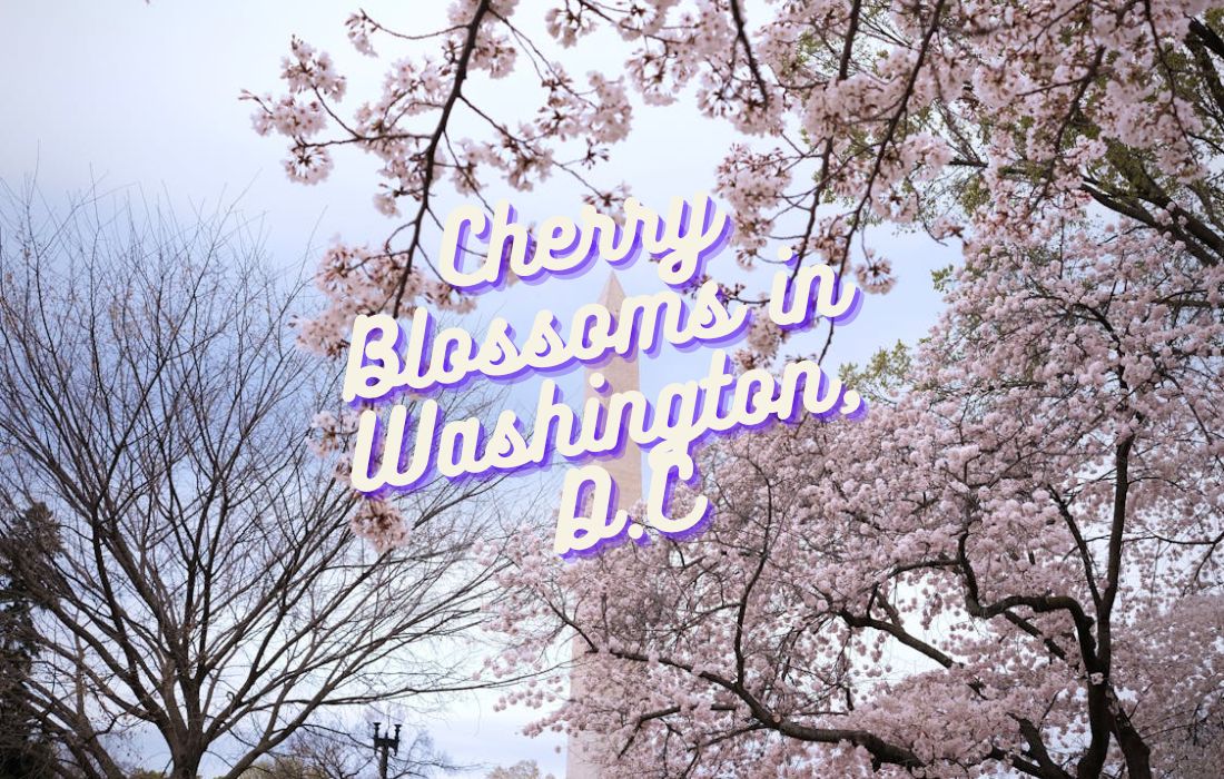 erry blossom Washington DC 2026 at Tidal Basin with Jefferson Memorial in full bloom