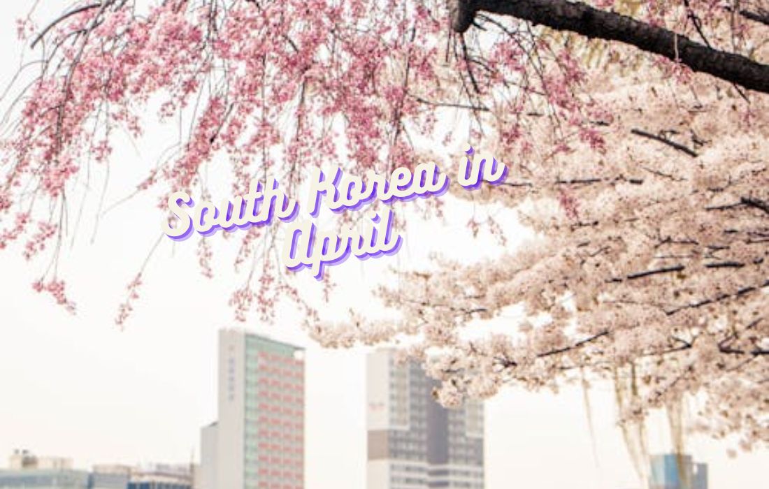 Cherry blossom festival in Seoul, South Korea