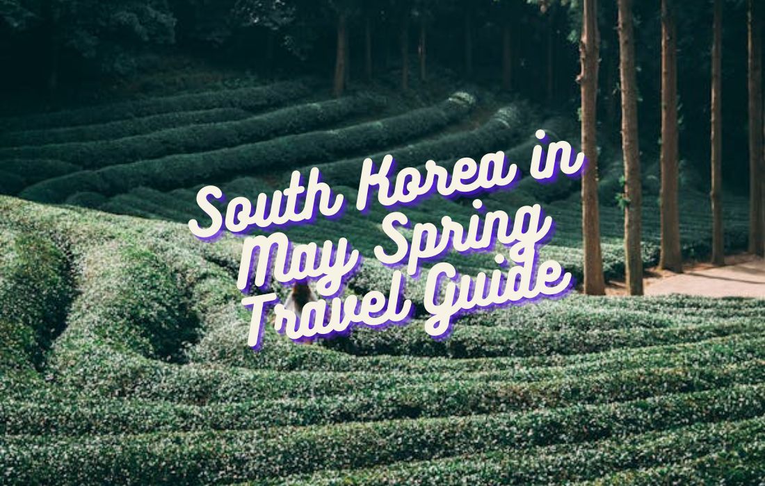 South Korea in May (2026): Weather, Festivals & the Perfect Spring Travel Guide