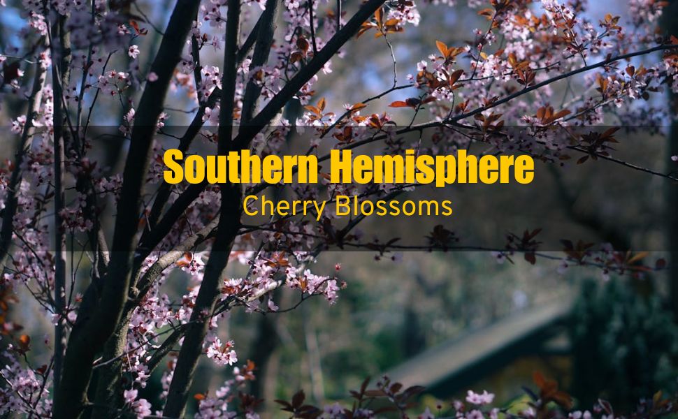 Southern Hemisphere Cherry Blossoms: Where To See Sakura Outside Japan