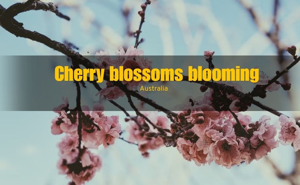 Where to See Cherry Blossoms in Australia: 6 Beautiful Places This Spring